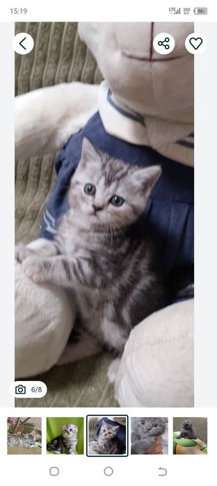 Котята шотландцы.