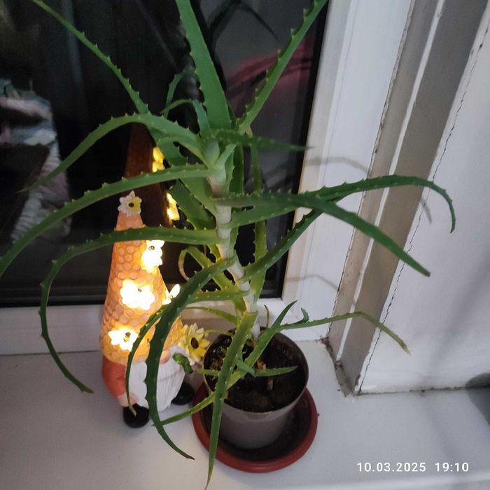 Продам алое древовидное