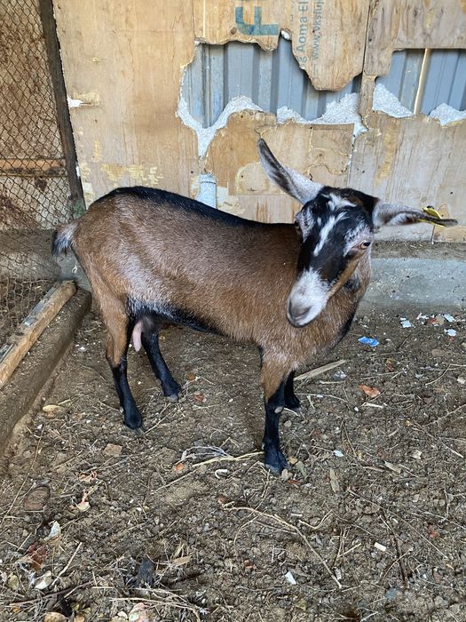 Ешкі сатылады. Бір тума