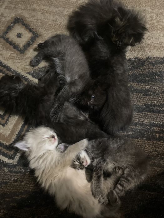 Отдам котят в добрые руки.  Самостоятельные