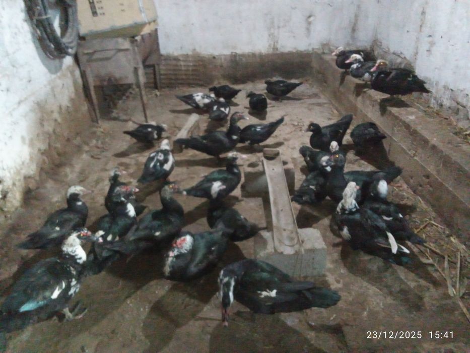 Indukutka Индук утка сотилади