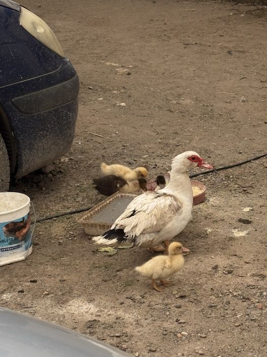 Oua rate mute(lesesti)