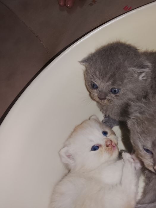 Zotli mushukchalar sotuvda