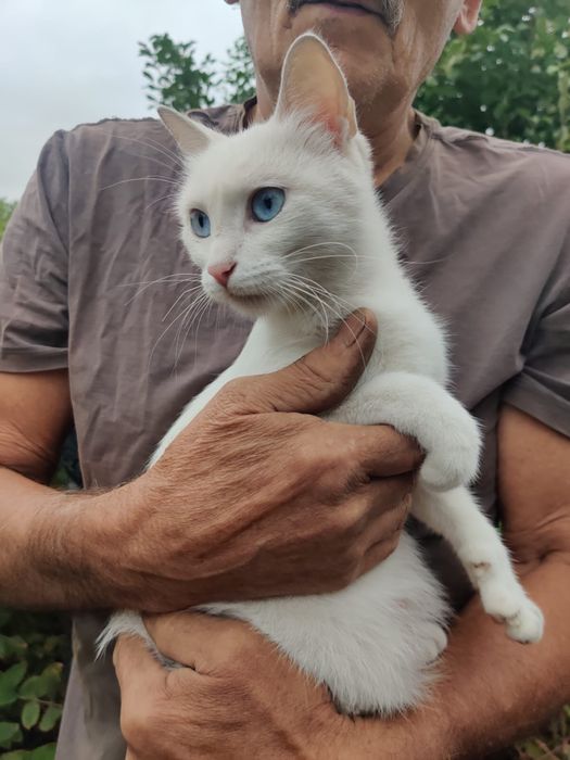 Подарите жизнь кошечке