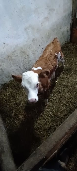 Продам телёнка телочка