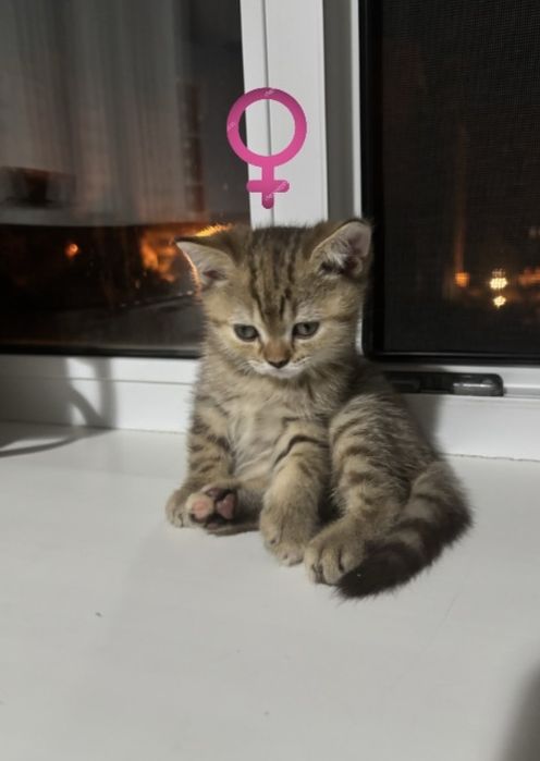 Продаются шотландские прямоухие котята (мальчик и девочка)