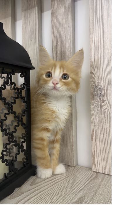 Котенок в добрые руки