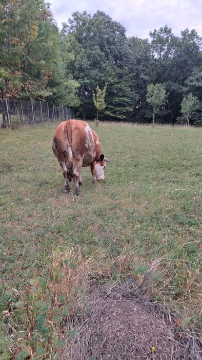 Vand vaca gestanta in 7 luni