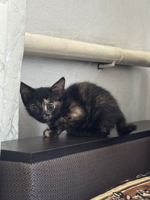Отдам котят в хорошое руки