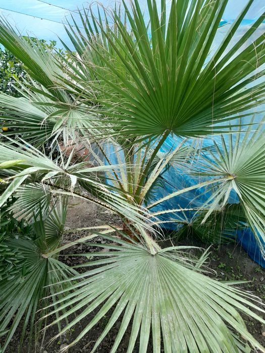 Палма сотилади буйи йкин 2 м