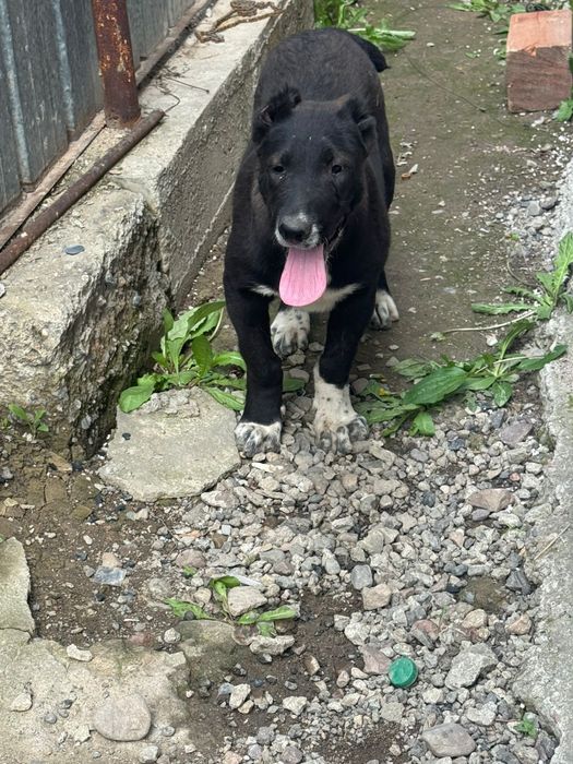 Продам щенка девочка