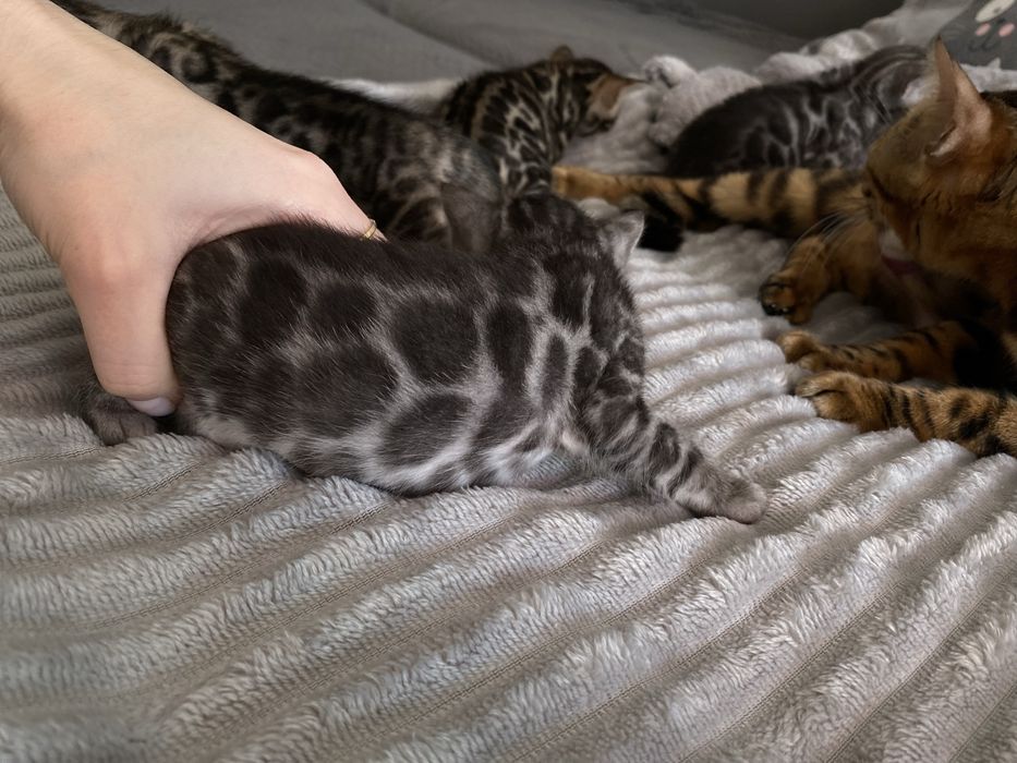 Бенгальские котята