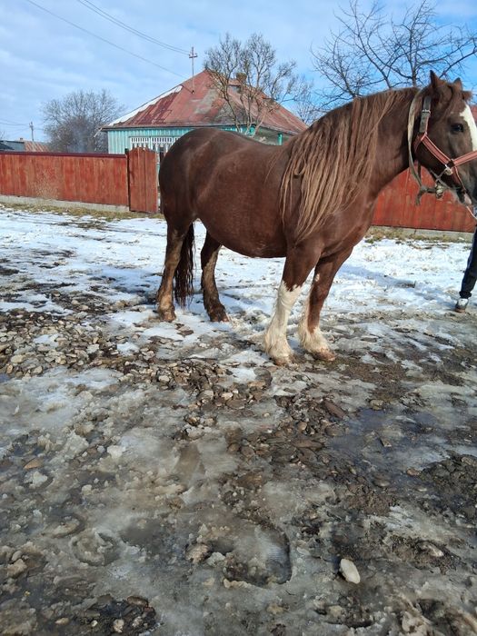 Vând mânz de un an fff cuminte și blând