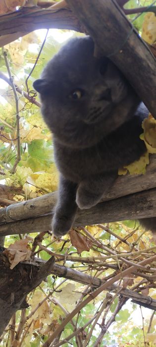 Skottish fold toza sotilmaydi zot olishga tavsifni oʻqib  Tel  qiling.