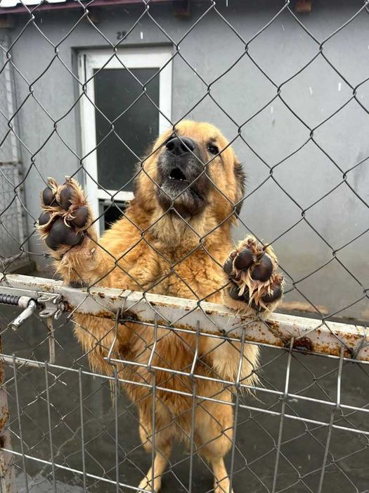 Adopta un caine - un sufletel are nevoie de stapan!
