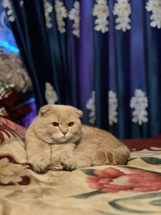 Yaxshi qareman degan oilaga sotiladi