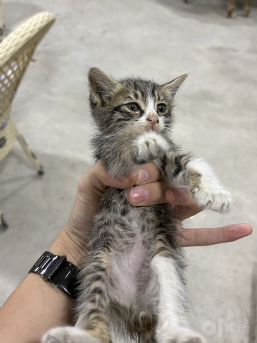 Отдам в хорошие руки котенка