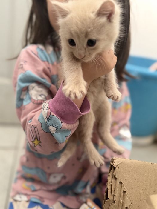 Отдам котят в хорошие, добрые руки.