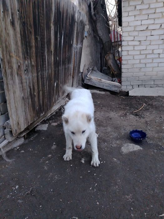 20 мынға сатылады 3жарым айлық