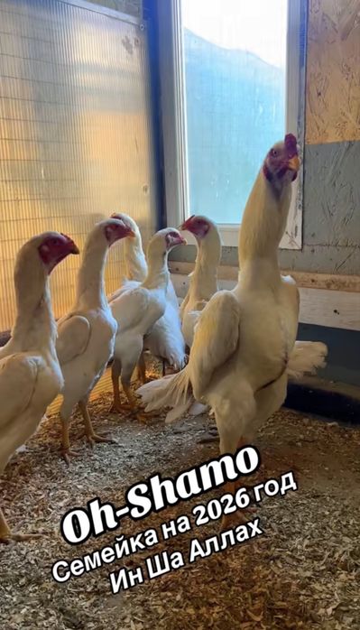 Инкубационно яйцо о Шамо немецкая линия