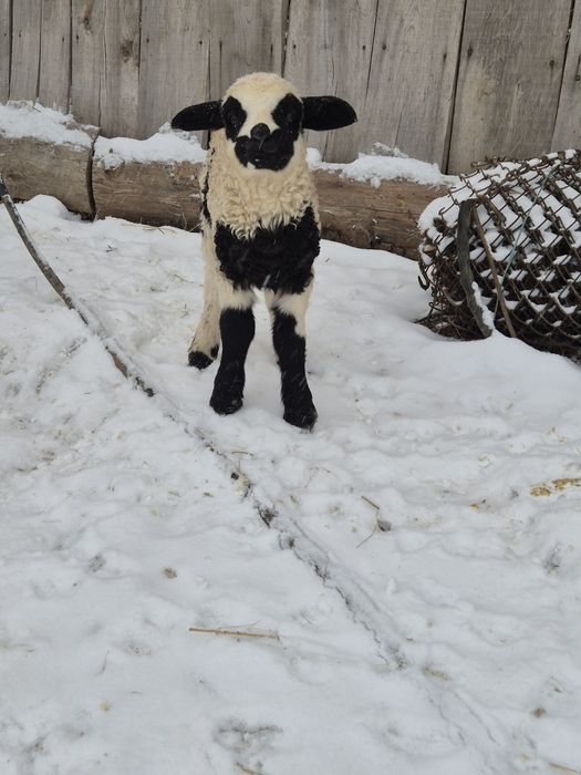 Vand  doua oi  breze