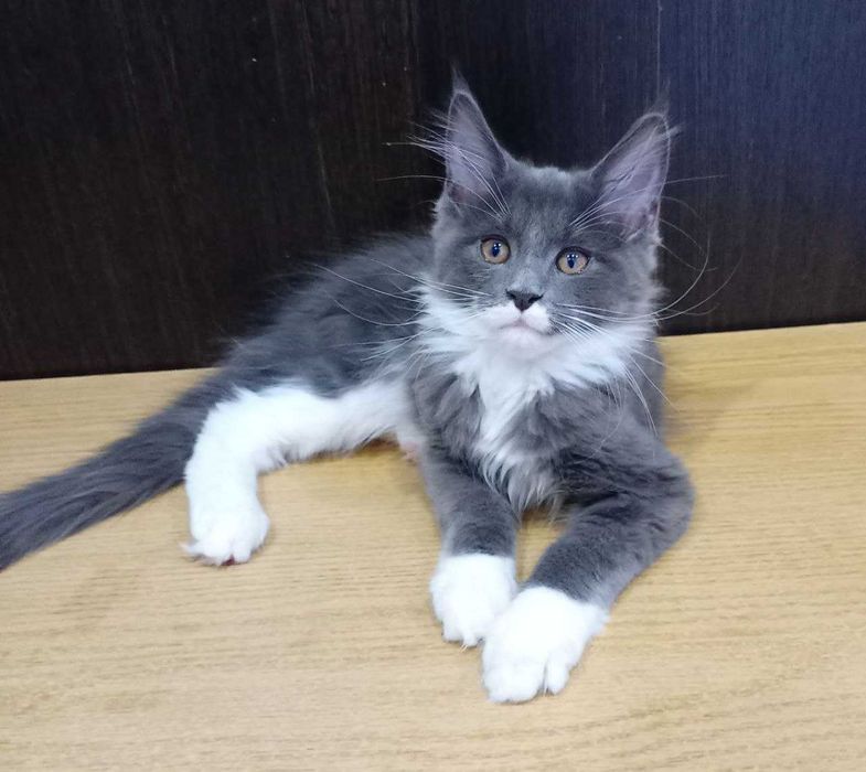 Продаётся котёнок мейн кун!