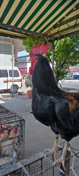 Horoz tovuq parrandalar