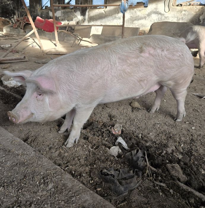 Домашно прасе за клане