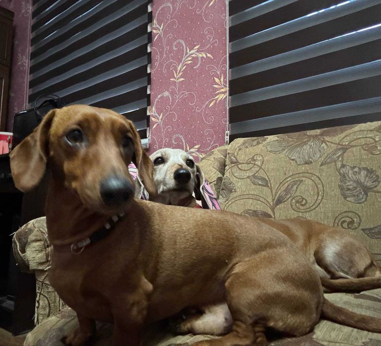 !ПРОПАЛА СОБАКА! Пропал такса по кличке Майки.