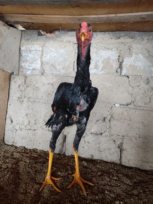 Дакан қораз дакан