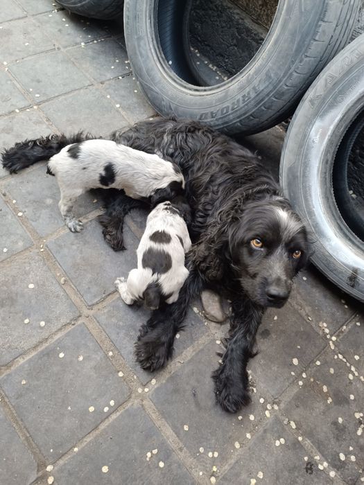 Продается щенки Русского Спаниелья