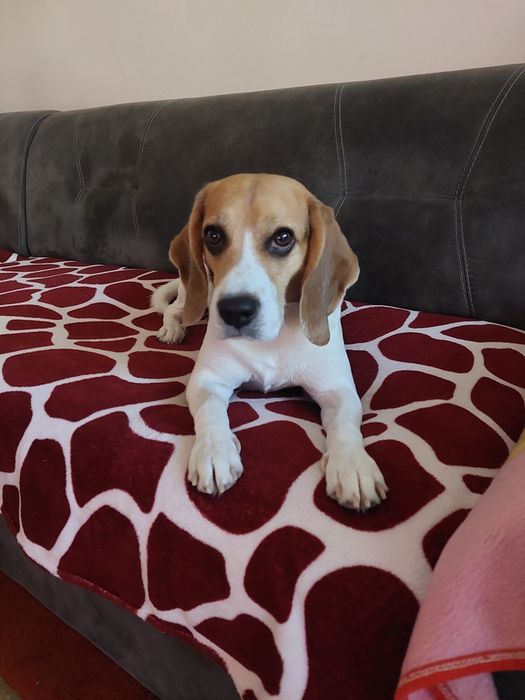 Dau spre adopție caine beagle