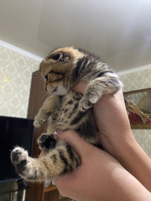 Продаются шикарные котята