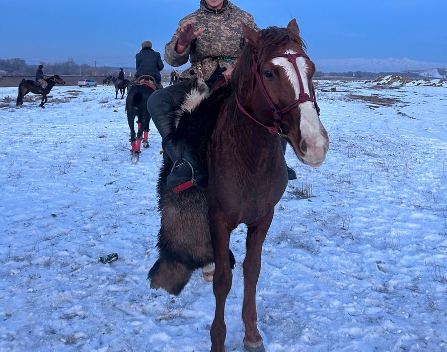 Полукровка дончак