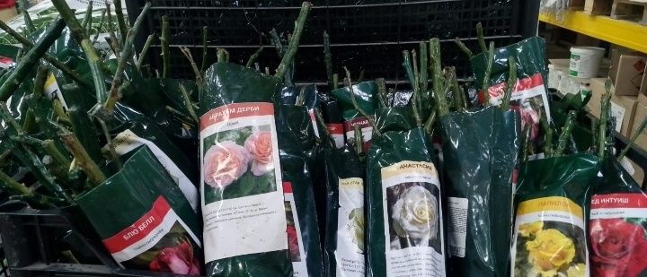 Саженцы роз,разные для дома