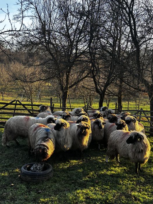 Oi bucalai de vanzare!!