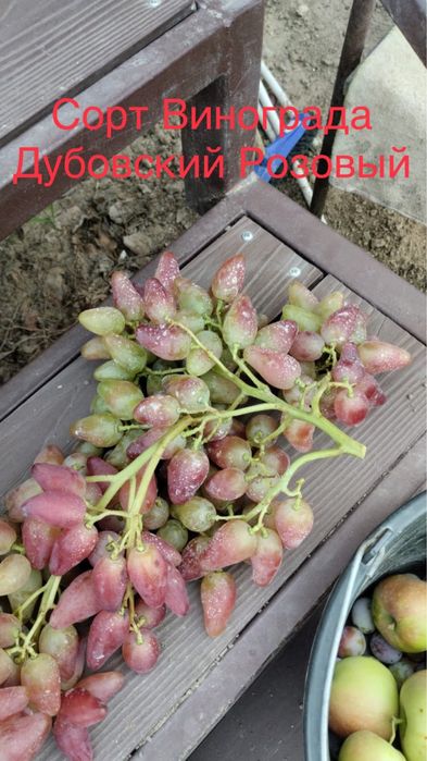 Черенки (чубук) столовых сортов Винограда.