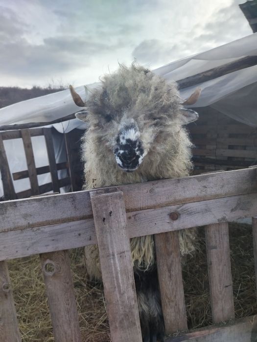 De vânzare  berbecuț