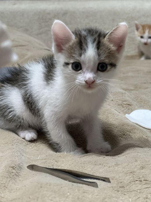 отдаю котят в добрые руки