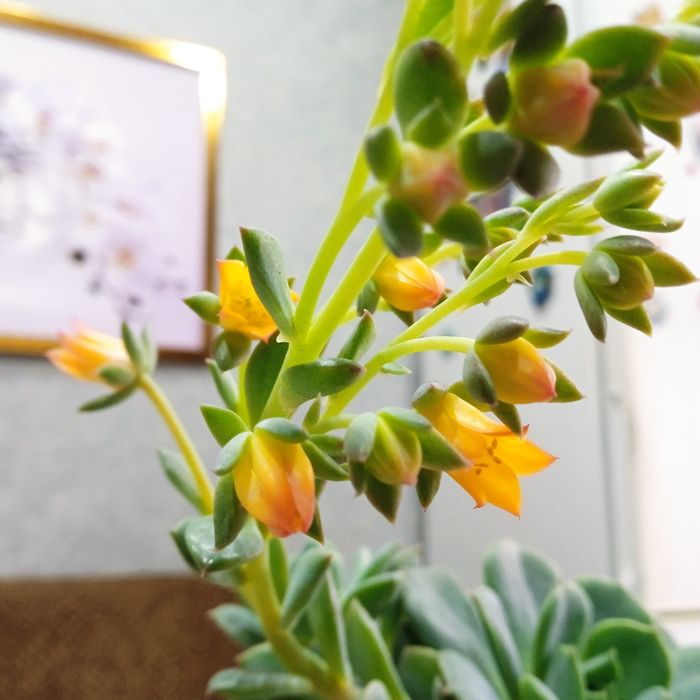 Эхеверия изящная.