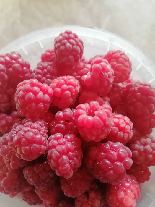 Продам домашнюю малину очень вкусную