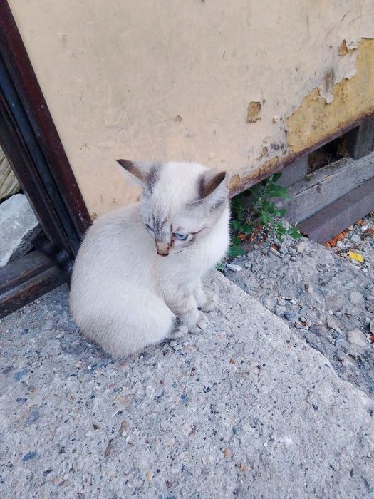 Отдам котят бесплатно