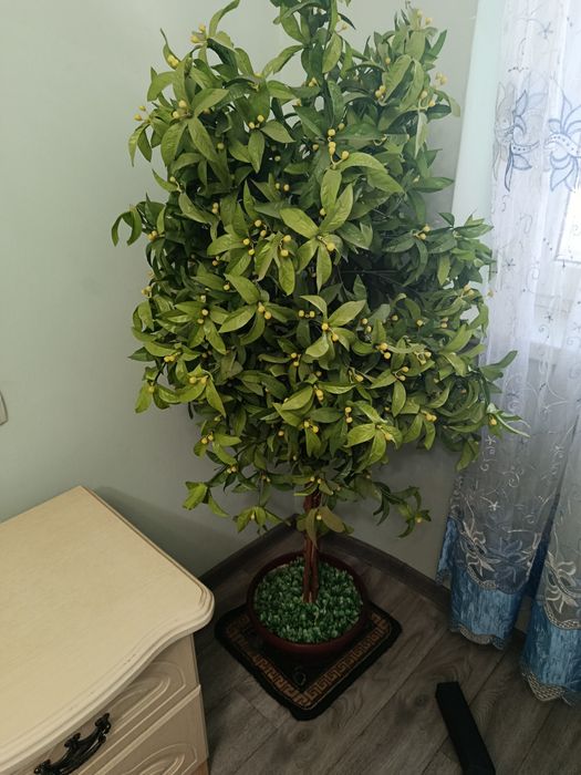 Продам искусственное дерево дикий лимон