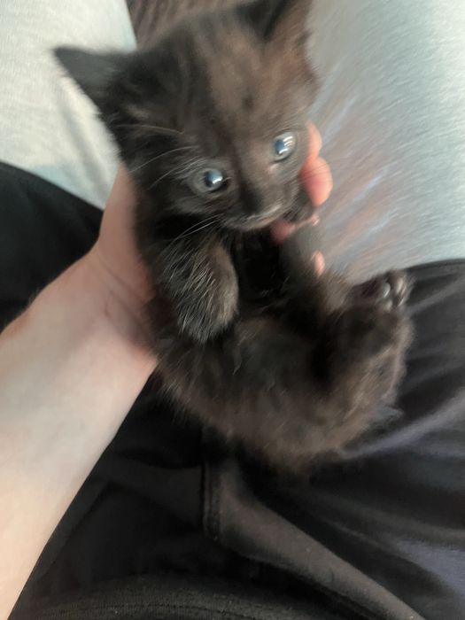 Милые ласковые котята
