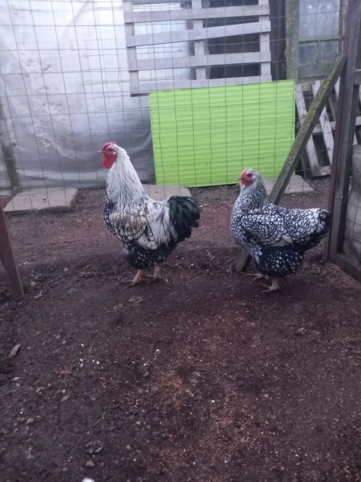 Vand Wyandotte argintiu