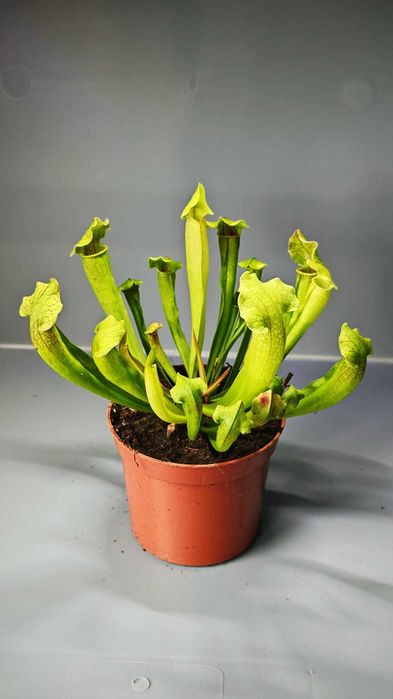 Мухоловка - Хищни - Насекомоядни растения