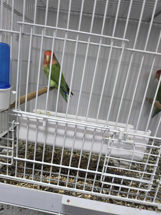 Agapornis, canari rosii, turturele si zebre australiene de vanzare