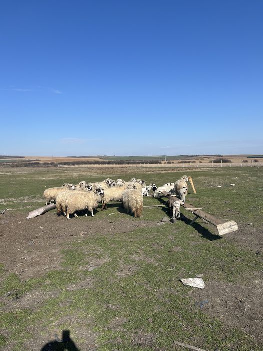 Vand animale  cai vaci oi