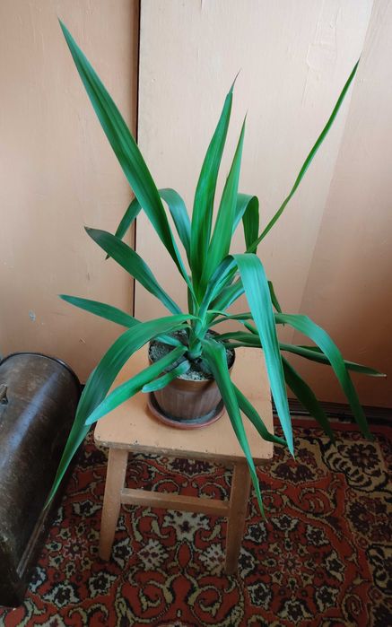 Комнатное растение юкка
