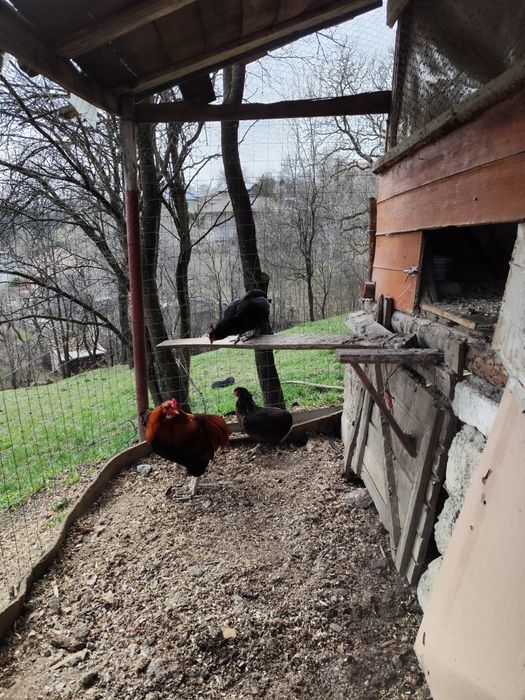 Vind ouă de Araucana